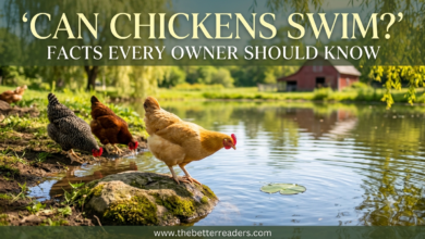 Can Chickens Swim?